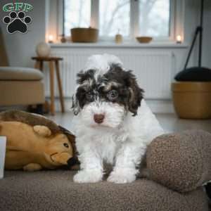 BARNEY, Miniature Poodle Puppy